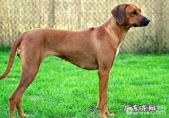 犬裂头蚴性皮肤疾病之蜱虫感柒