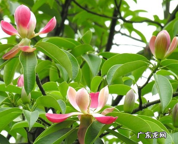 海藻面膜都有哪些功效 海藻面膜有用吗