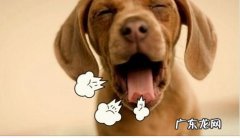 小狗口腔有异味很严重，是什么原因导致的？