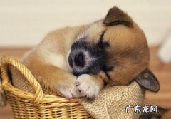 狗一直拉稀不必吃也拉