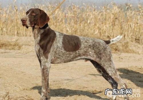 犬裂头蚴之耳螨、姬螯螨感柒