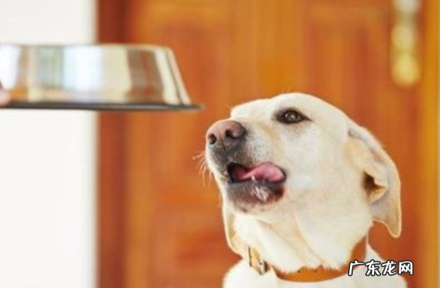 小狗拒绝进餐还贤能能人能活多久