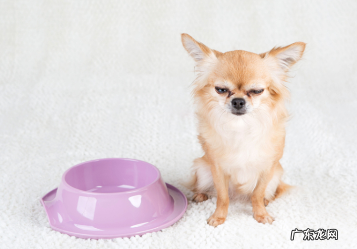 小狗拒绝进餐还贤能能人能活多久