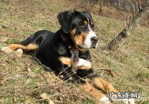犬裂头蚴之疥螨感染性皮炎