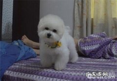 狗狗假孕的缘故