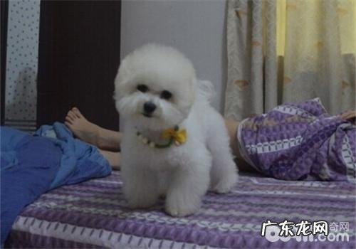 狗狗假孕的缘故