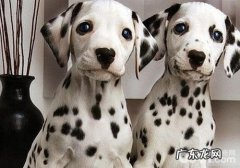 犬裂头蚴之蠕形螨性皮肤疾病