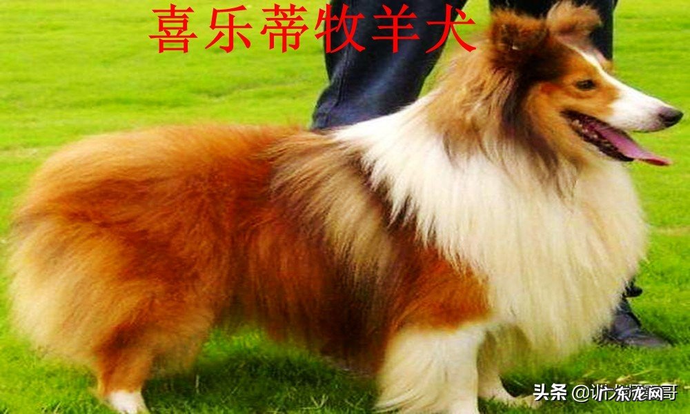 牧羊犬品种大全及图片 牧羊犬多少钱一只
