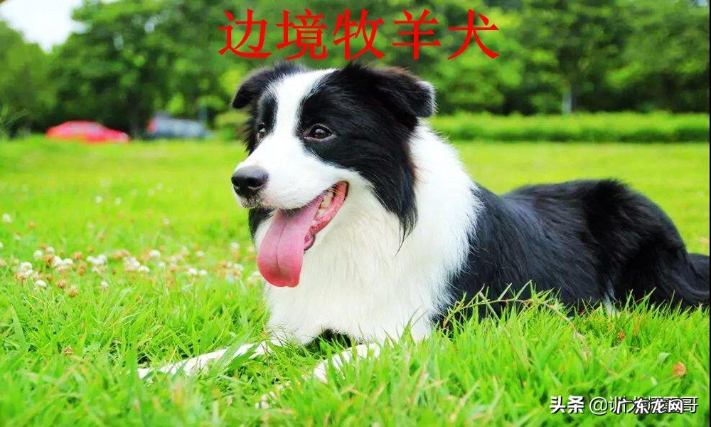 牧羊犬品种大全及图片 牧羊犬多少钱一只