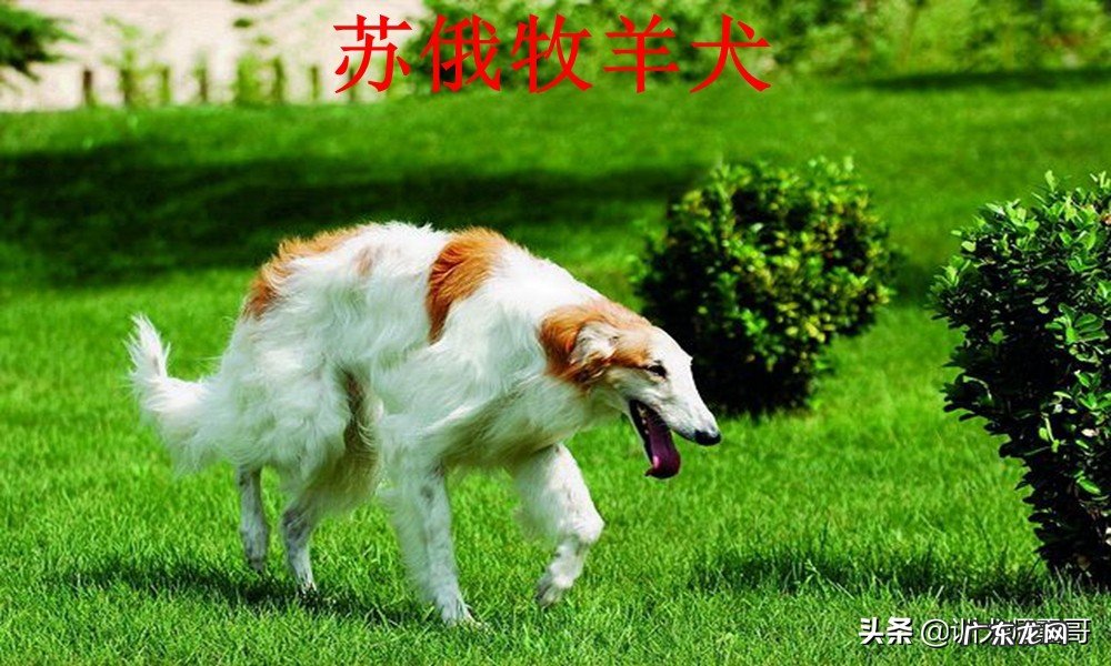 牧羊犬品种大全及图片 牧羊犬多少钱一只