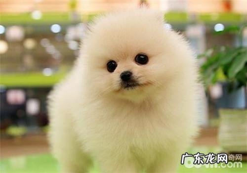 犬十二指肠滑脱的发病原因