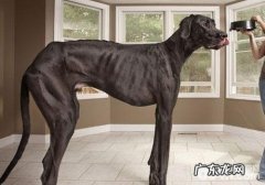 风湿病对小狗的危害