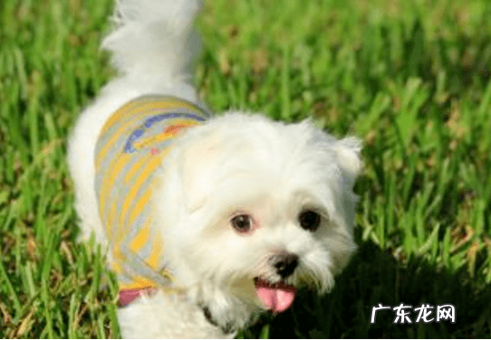 狗狗打喷嚏,不一定是感冒发烧,有可能是呼救信号