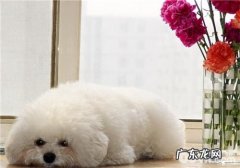 犬子宫下垂的治疗方法