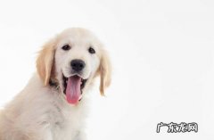 小狗狗牙龈肿胀二个月一直不大好应该怎么办？