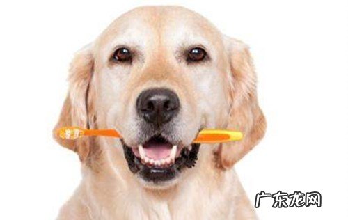 小狗狗牙龈肿胀二个月一直不大好应该怎么办？