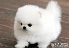 犬裂头蚴性皮肤疾病之虱子传染性过敏性皮炎