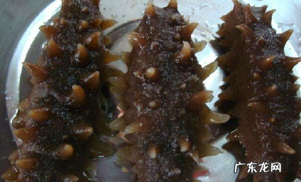 海参专卖店加盟费用介绍 海参专卖加盟多少钱