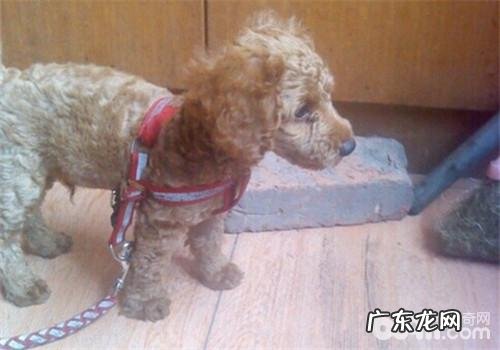 犬蛔虫病的确诊及预防