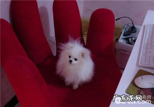 犬蛔虫病的病源及生活史