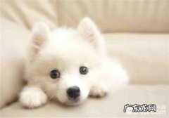 犬大樱桃眼的发病原因剖析