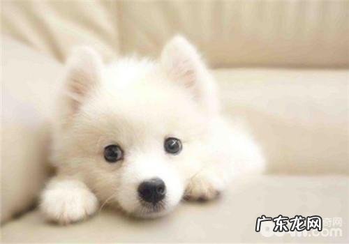 犬大樱桃眼的发病原因剖析