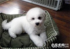 犬肝吸虫病的确诊及预防