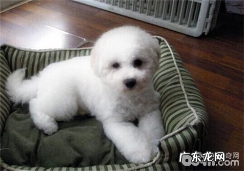 犬肝吸虫病的确诊及预防