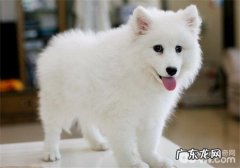 犬大樱桃眼的治疗方法