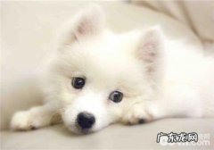 犬“大樱桃眼”的临床表现