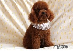 什么是犬肺吸虫病