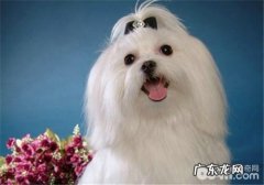 犬闭角型青光眼的分辨及病症