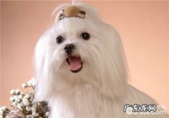 犬干眼症的防范措施