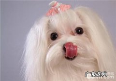 犬干眼症的医治标准