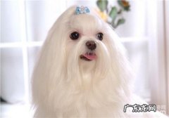 犬干眼症的确诊关键点