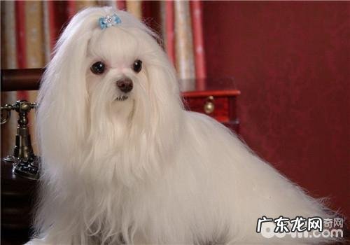 犬干眼症的发病原因剖析