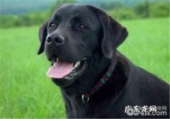 犬眼吮吸纤毛虫的病症及医治