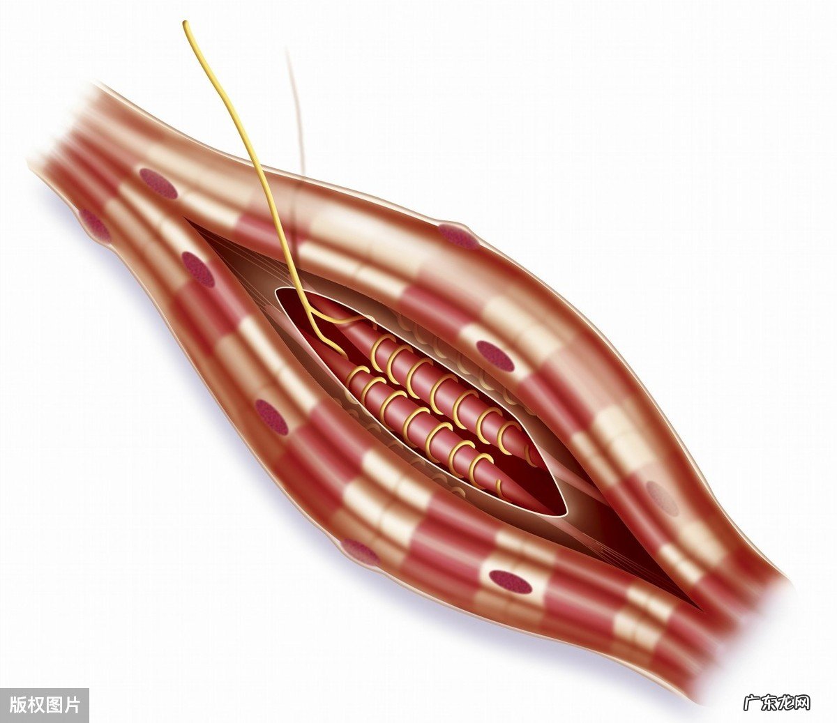 运动穿紧身衣有什么用？运动紧身裤的优点分析