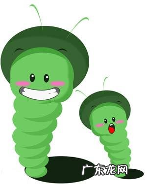 给猫咪驱完虫,该注意什么?