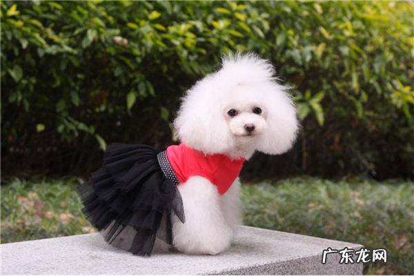 宠物店加盟10大品牌排行榜 宠物用品加盟哪个好