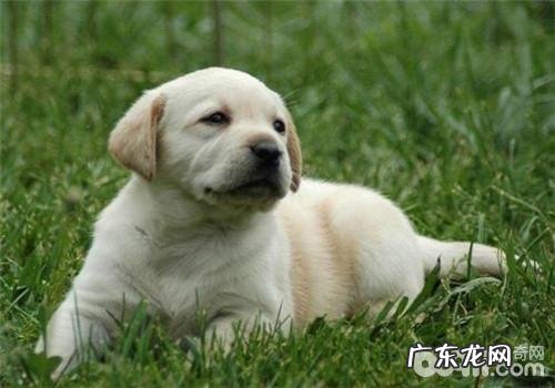 犬角膜炎的医治标准