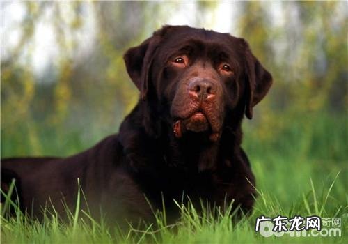 犬角膜炎的症状表现