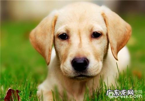 犬角膜炎的症状介绍