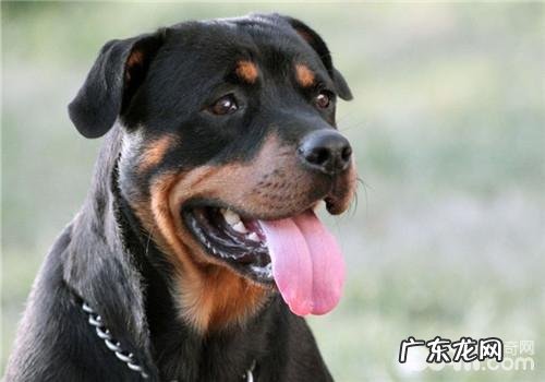 犬舐触性皮炎的预防方式