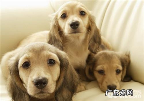 犬脓皮病的医治关键点