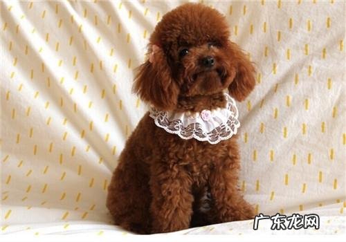 犬蠕形螨病的病源分析