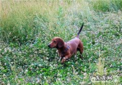 犬脓皮病的临床表现