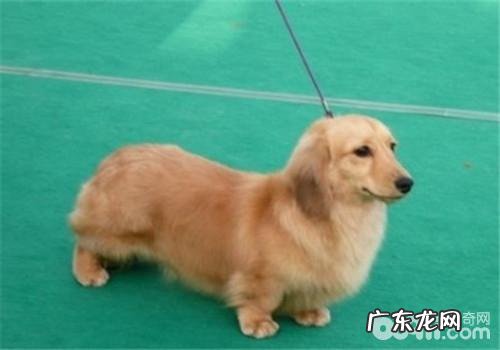 犬脓皮病的发病原因剖析