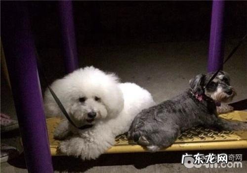 犬立克次氏体病的治疗方式