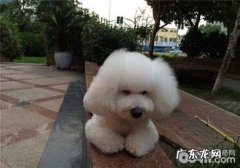 犬立克次氏体病的病症有什么